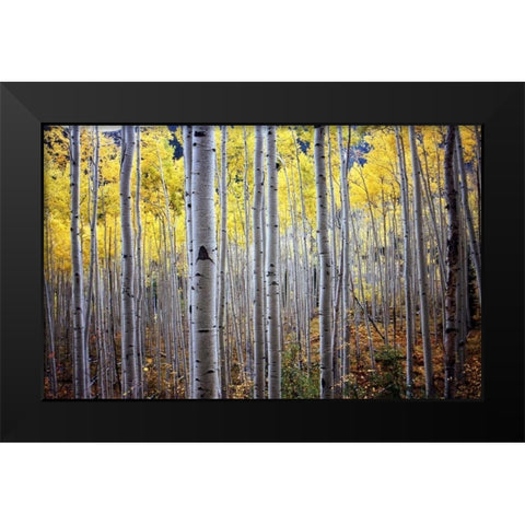 Birch Woods Black Modern Wood Framed Art Print by PhotoINC Studio