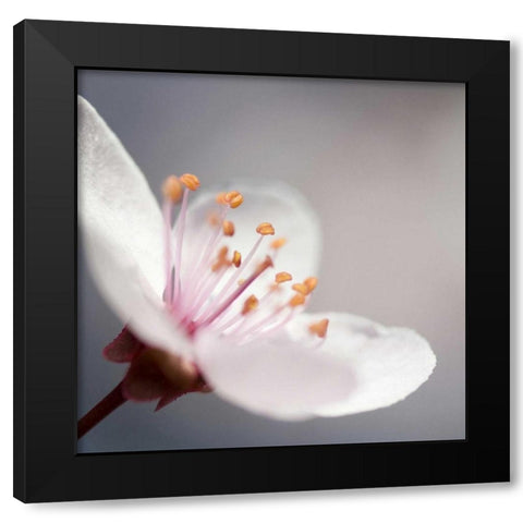 Cherry Flower 1 Black Modern Wood Framed Art Print by PhotoINC Studio