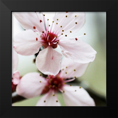 Cherry Flower 2 Black Modern Wood Framed Art Print by PhotoINC Studio