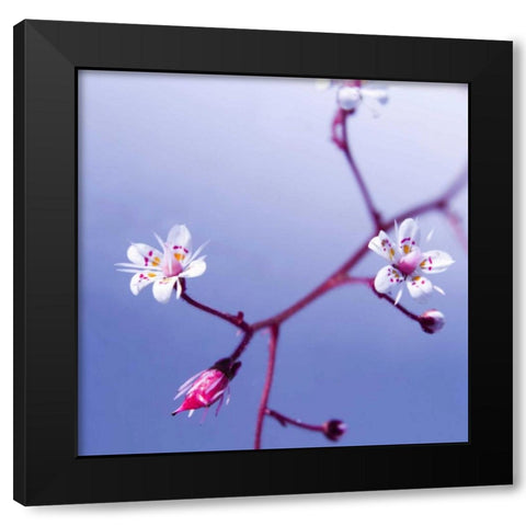 Cherry Flower 3 Black Modern Wood Framed Art Print with Double Matting by PhotoINC Studio