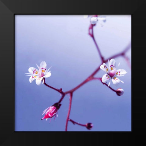 Cherry Flower 3 Black Modern Wood Framed Art Print by PhotoINC Studio