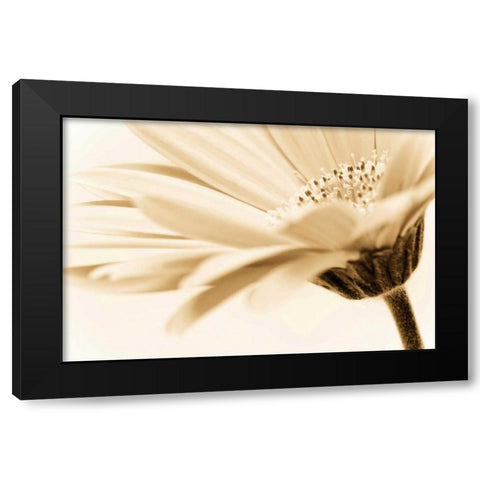 Daisy Black Modern Wood Framed Art Print with Double Matting by PhotoINC Studio