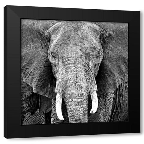 Elephant Black Modern Wood Framed Art Print by PhotoINC Studio