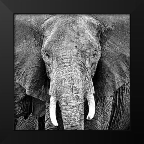 Elephant Black Modern Wood Framed Art Print by PhotoINC Studio
