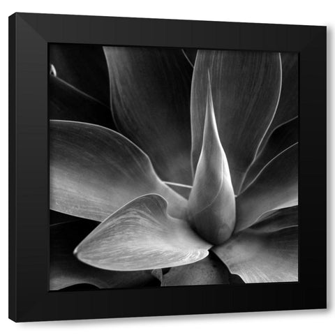 Flower Black Modern Wood Framed Art Print by PhotoINC Studio