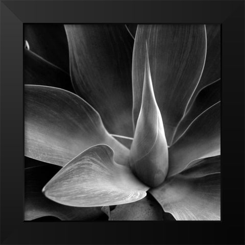 Flower Black Modern Wood Framed Art Print by PhotoINC Studio