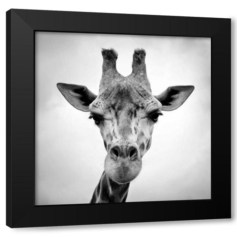 Giraffe Black Modern Wood Framed Art Print by PhotoINC Studio