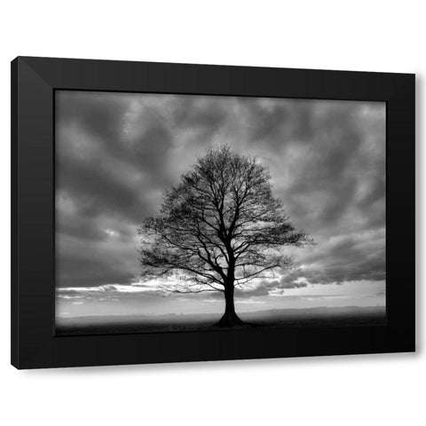 Great Tree Black Modern Wood Framed Art Print with Double Matting by PhotoINC Studio