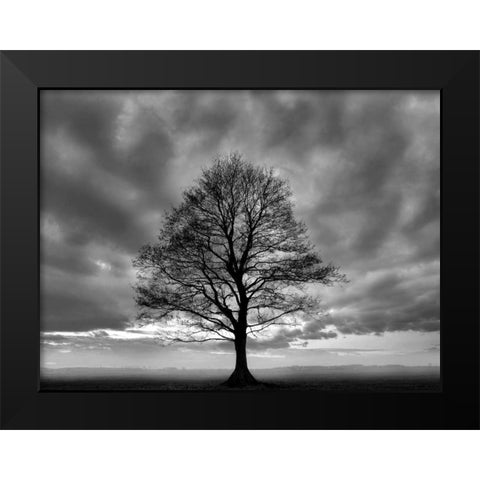 Great Tree Black Modern Wood Framed Art Print by PhotoINC Studio