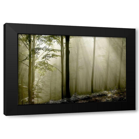 Green Woods 2 Black Modern Wood Framed Art Print by PhotoINC Studio