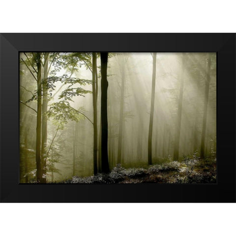 Green Woods 2 Black Modern Wood Framed Art Print by PhotoINC Studio