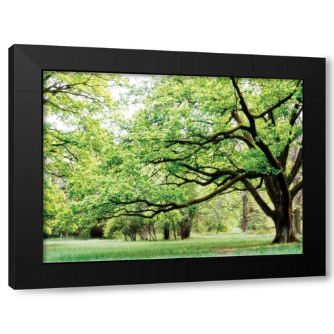 Green Woods 4 Black Modern Wood Framed Art Print with Double Matting by PhotoINC Studio
