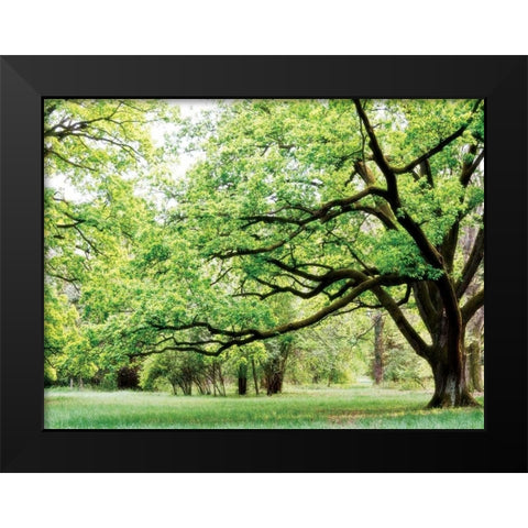 Green Woods 4 Black Modern Wood Framed Art Print by PhotoINC Studio