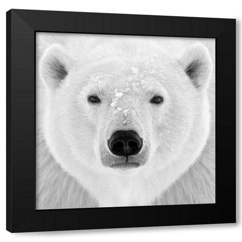 Polar Bear Black Modern Wood Framed Art Print with Double Matting by PhotoINC Studio