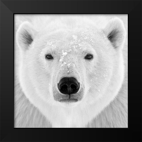 Polar Bear Black Modern Wood Framed Art Print by PhotoINC Studio