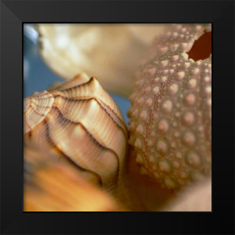 Shells 1 Black Modern Wood Framed Art Print by PhotoINC Studio