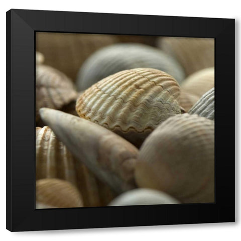Shells 2 Black Modern Wood Framed Art Print with Double Matting by PhotoINC Studio