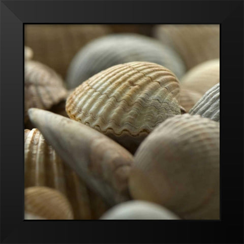 Shells 2 Black Modern Wood Framed Art Print by PhotoINC Studio