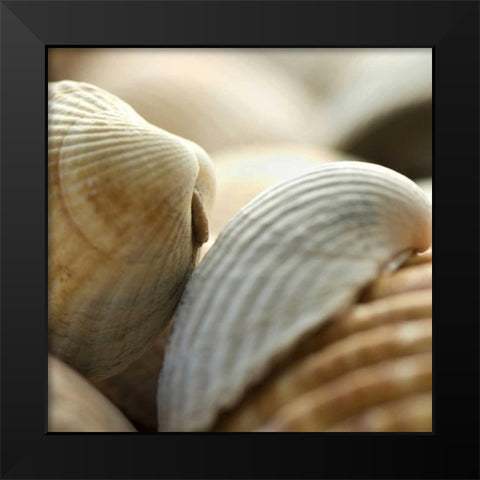 Shells 4 Black Modern Wood Framed Art Print by PhotoINC Studio
