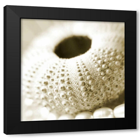 Shells and Pearls 2 Black Modern Wood Framed Art Print with Double Matting by PhotoINC Studio