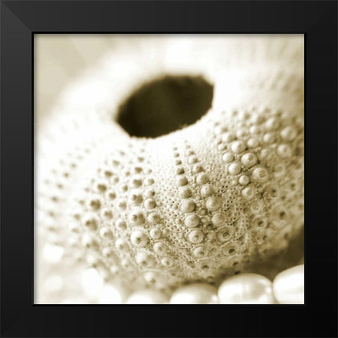Shells and Pearls 2 Black Modern Wood Framed Art Print by PhotoINC Studio