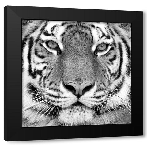 Tiger Black Modern Wood Framed Art Print by PhotoINC Studio