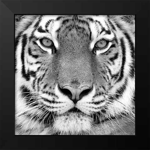 Tiger Black Modern Wood Framed Art Print by PhotoINC Studio