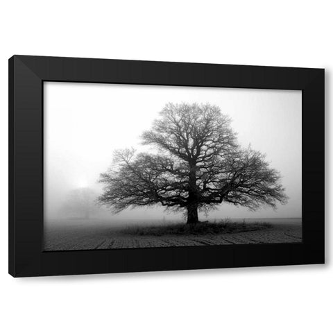 Tree in Mist 2 Black Modern Wood Framed Art Print by PhotoINC Studio