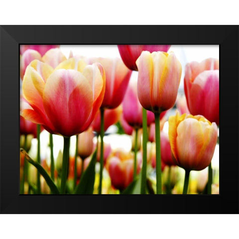 Tulip Black Modern Wood Framed Art Print by PhotoINC Studio