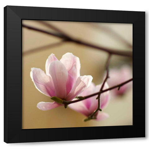 Tulip Tree 1 Black Modern Wood Framed Art Print with Double Matting by PhotoINC Studio