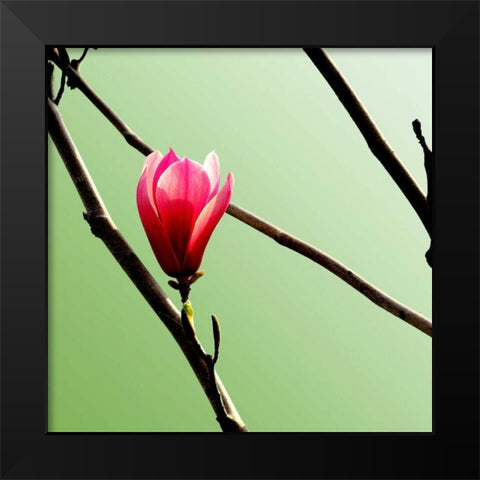 Tulip Tree 3 Black Modern Wood Framed Art Print by PhotoINC Studio