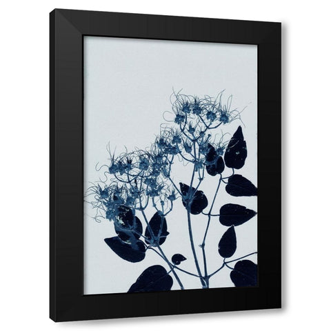 Clematis 1 Blue Black Modern Wood Framed Art Print by Folcarelli, Pernille