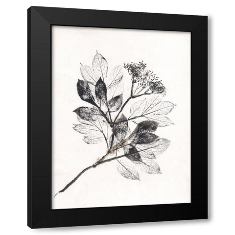 Elder BW Black Modern Wood Framed Art Print by Folcarelli, Pernille