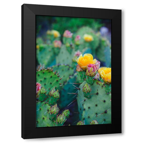 Spring Cacti No. 1 Black Modern Wood Framed Art Print with Double Matting by Quintero, Sonja