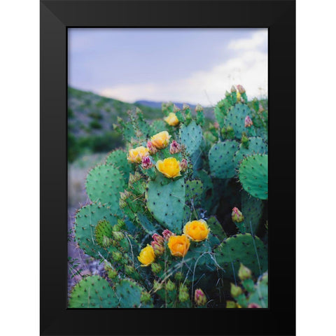 Spring Cacti No. 2 Black Modern Wood Framed Art Print by Quintero, Sonja