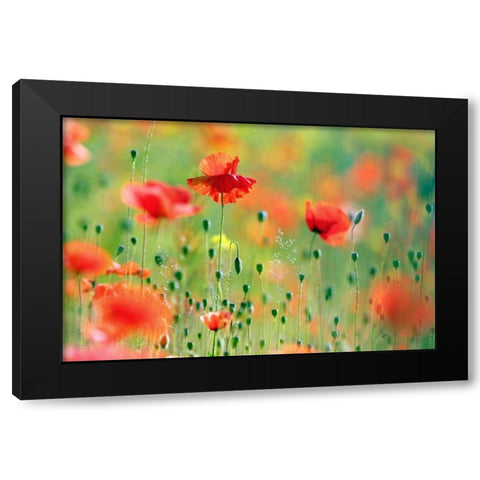 United Colors of Summer Black Modern Wood Framed Art Print with Double Matting by Raimond, Roeselien
