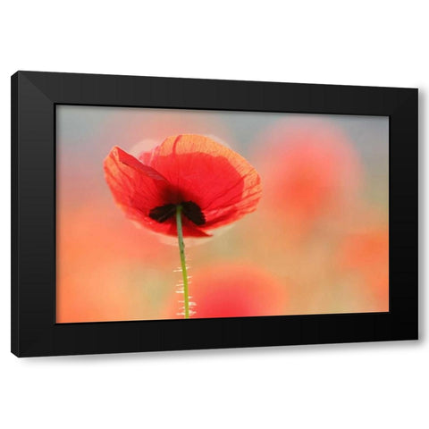 Poppy Dream Black Modern Wood Framed Art Print with Double Matting by Raimond, Roeselien