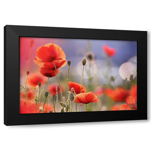 Poppy Delight Black Modern Wood Framed Art Print by Raimond, Roeselien
