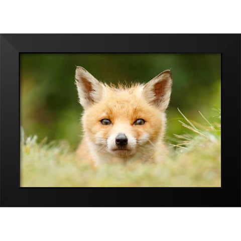 Bad Fur Day Black Modern Wood Framed Art Print by Raimond, Roeselien