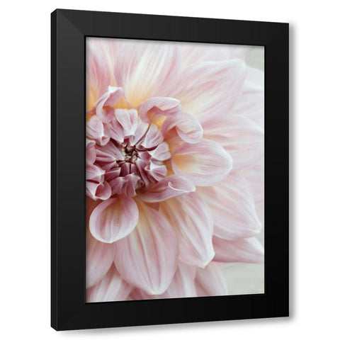 Blush Pink Dahlia Black Modern Wood Framed Art Print with Double Matting by Ryan, Brooke T.