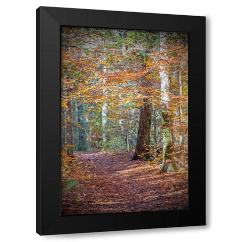 Rust Fall Forest Black Modern Wood Framed Art Print by Ryan, Brooke T.