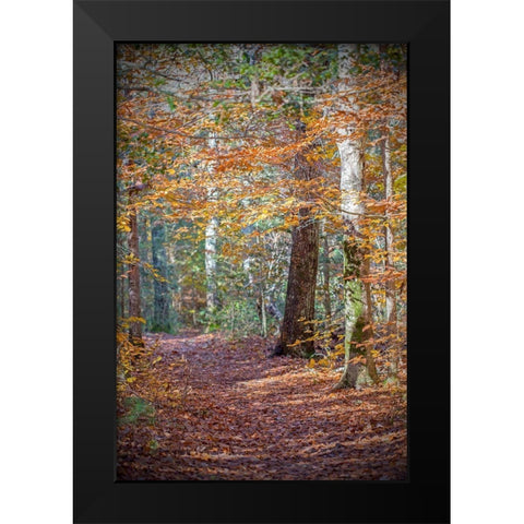 Rust Fall Forest Black Modern Wood Framed Art Print by Ryan, Brooke T.