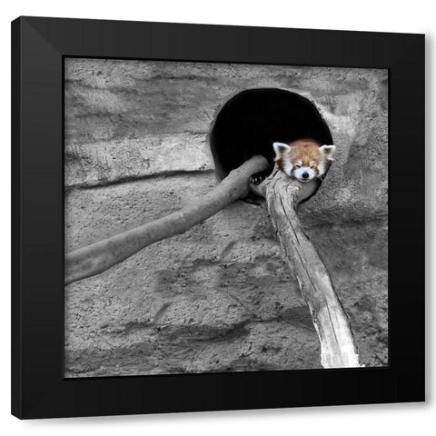 Red Panda Sleeping Black Modern Wood Framed Art Print by Ryan, Brooke T.