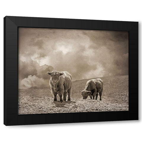 Scottish Highland Cattle No. 2 Black Modern Wood Framed Art Print with Double Matting by Ryan, Brooke T.