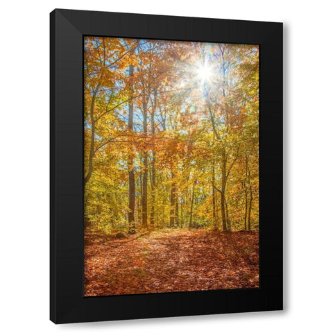 Autumn Forest Black Modern Wood Framed Art Print by Ryan, Brooke T.
