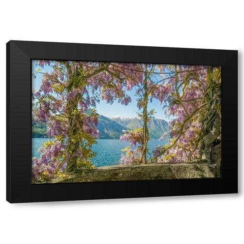 Wisteria and Mountains â€“ Lago di Como Black Modern Wood Framed Art Print by Ryan, Brooke T.