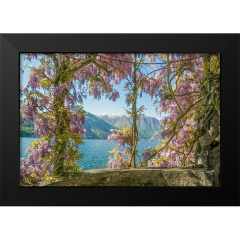 Wisteria and Mountains â€“ Lago di Como Black Modern Wood Framed Art Print by Ryan, Brooke T.