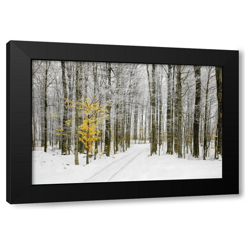 Mustard Tree Black Modern Wood Framed Art Print by Ryan, Brooke T.