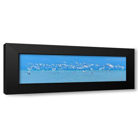Sugarlife Seabirds Black Modern Wood Framed Art Print by Reed, Jack