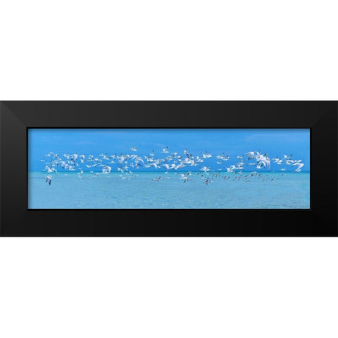 Sugarlife Seabirds Black Modern Wood Framed Art Print by Reed, Jack
